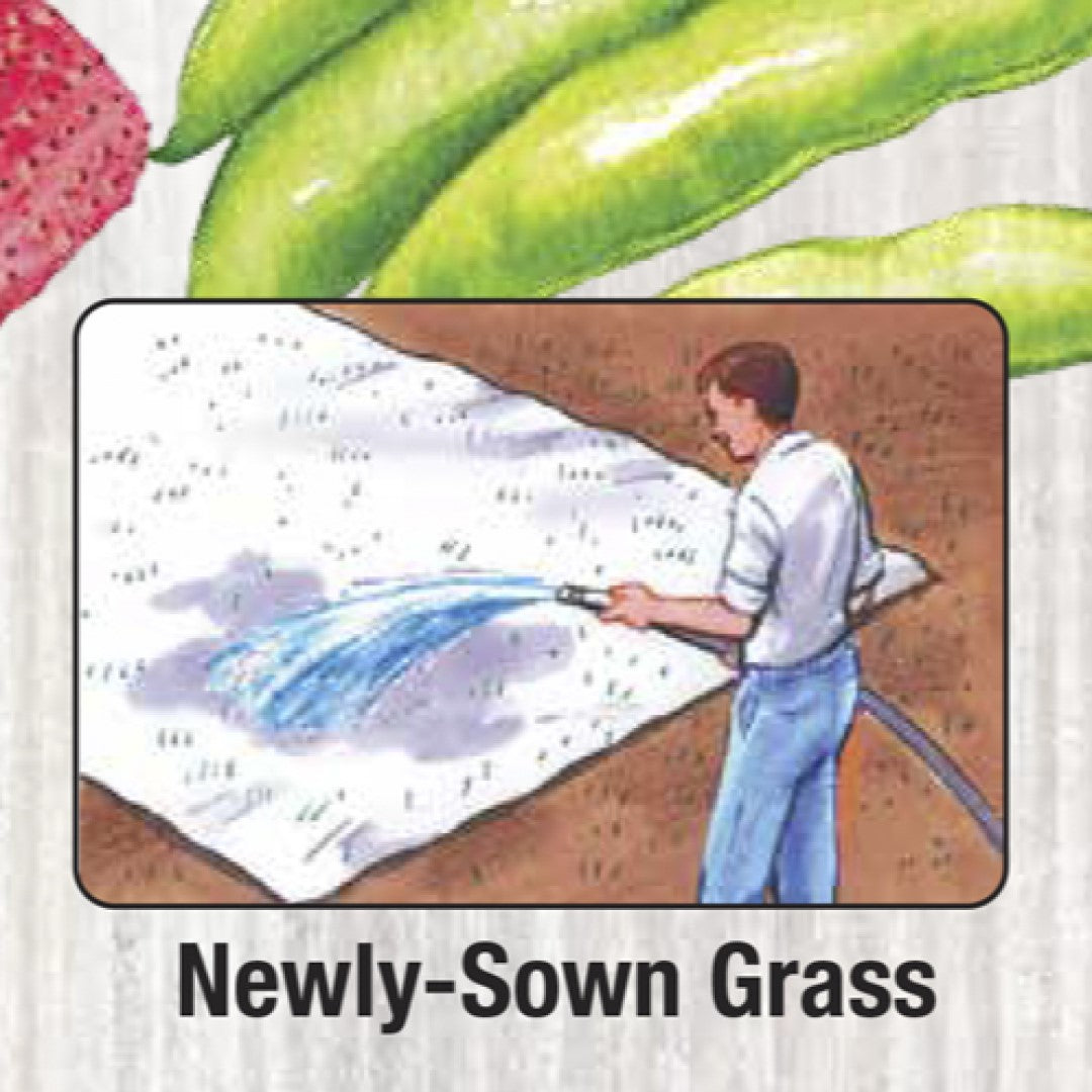 best way to sow grass