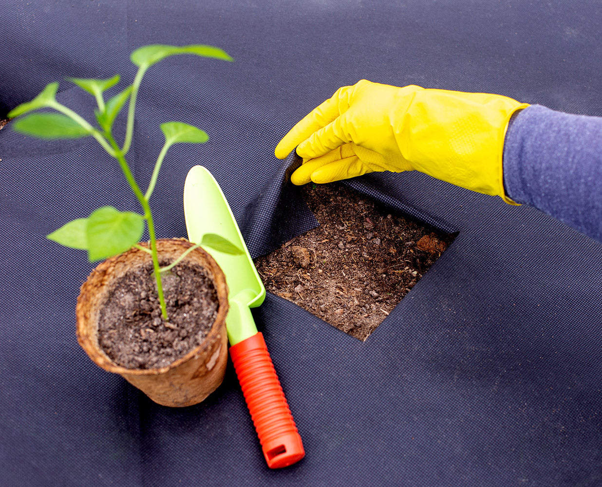 https://www.dalenproducts.com/cdn/shop/files/instructions-for-planting-pepper-seedlings_1600x.jpg?v=1687842675