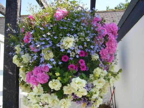 Plantopia 12" Ultimate Hanging Basket Planter - Removable Sides